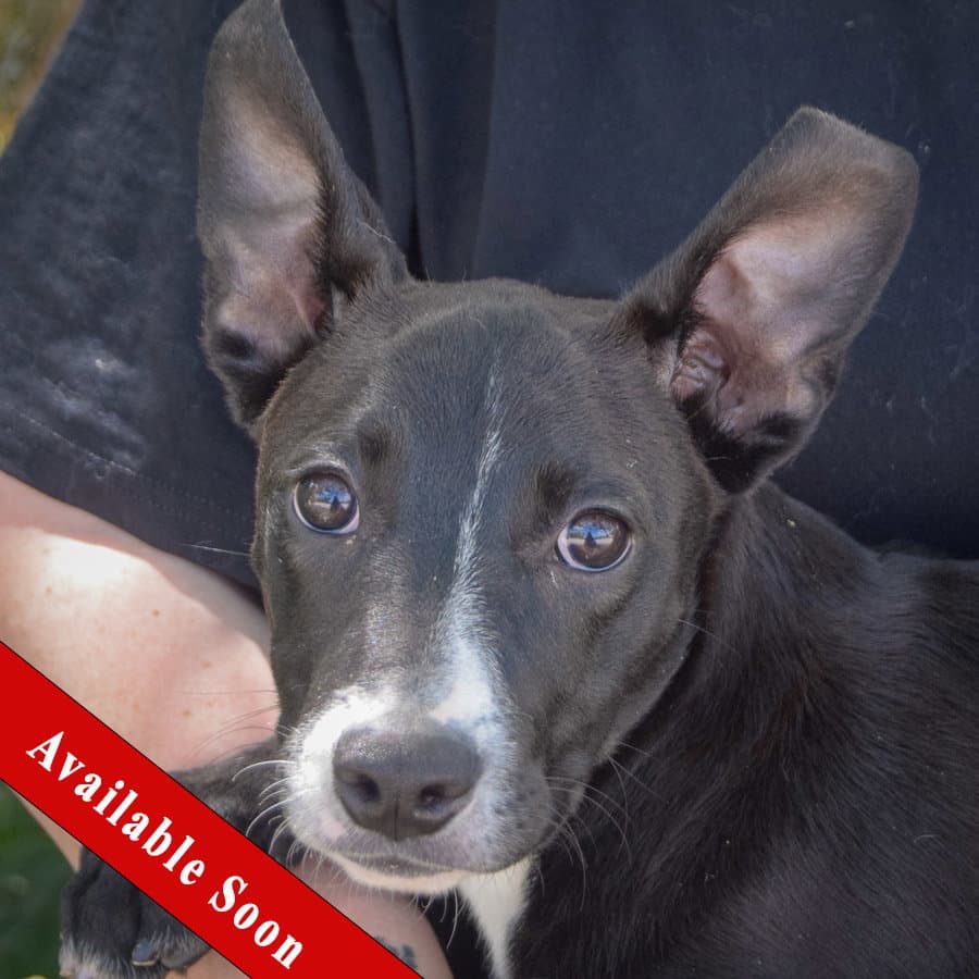 Toto - Shetland Sheepdog Sheltie