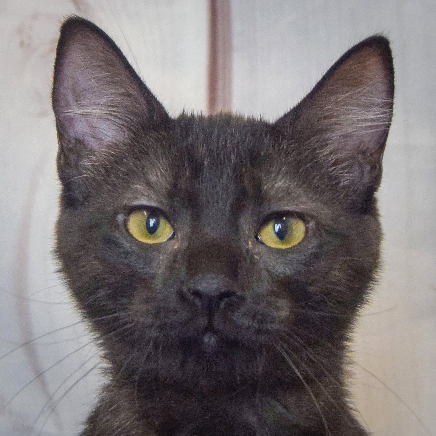 Valkyrie - Bombay