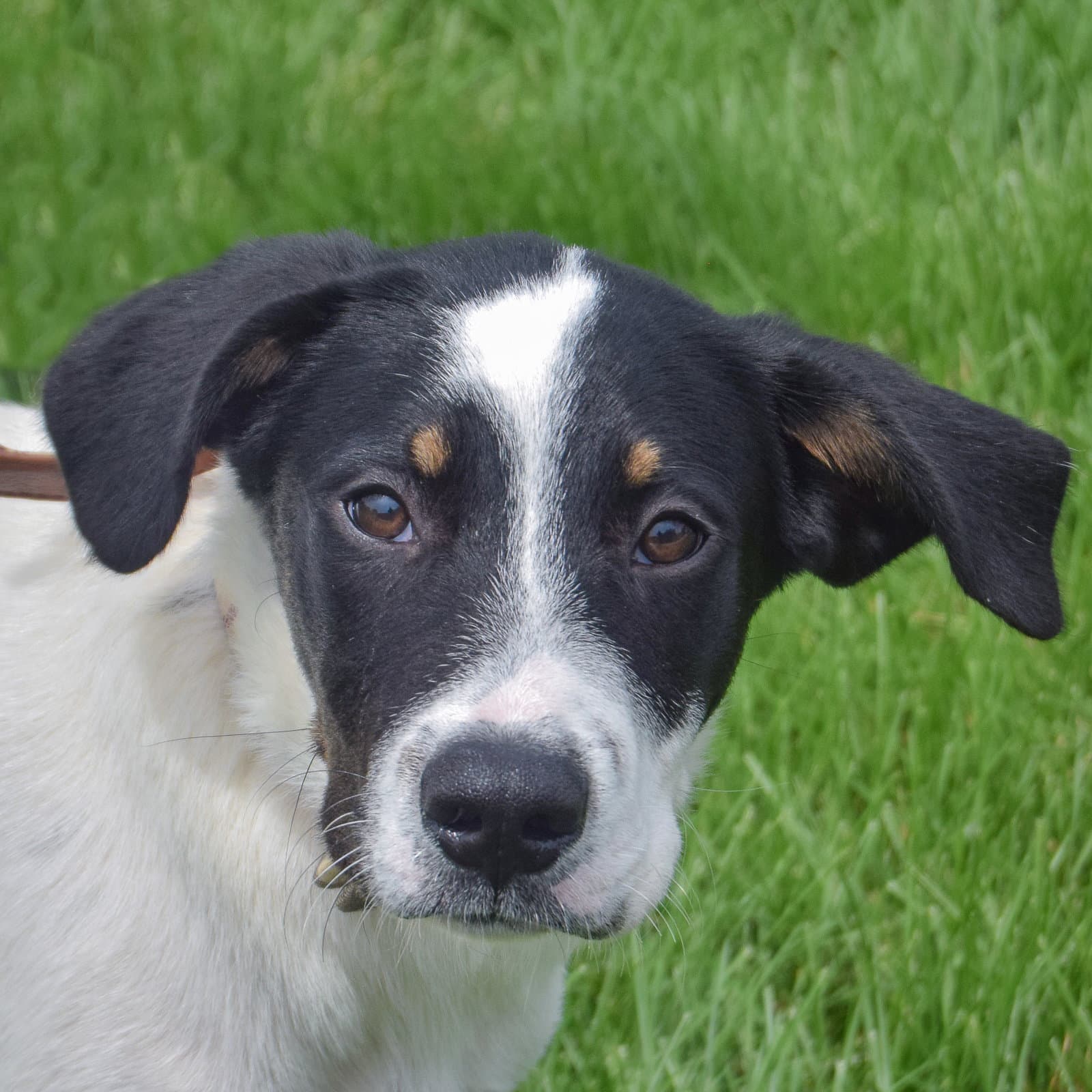 Tobias - Cattle Dog