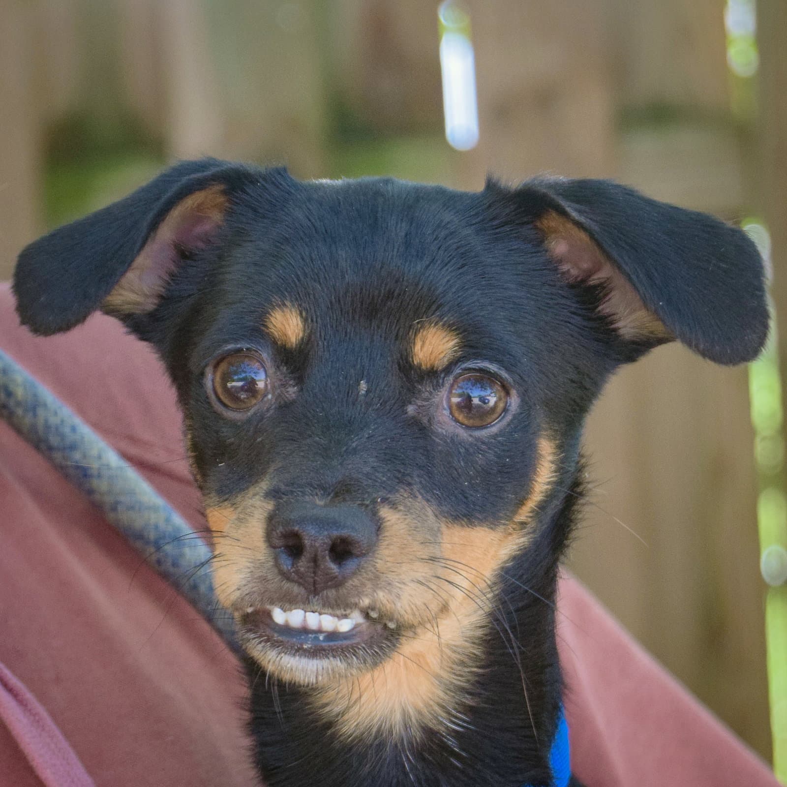 Walnut - Dachshund