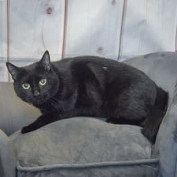 Bella image 3