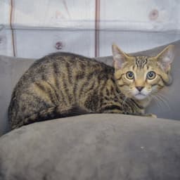 Miso image 3