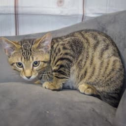 Miso image 4