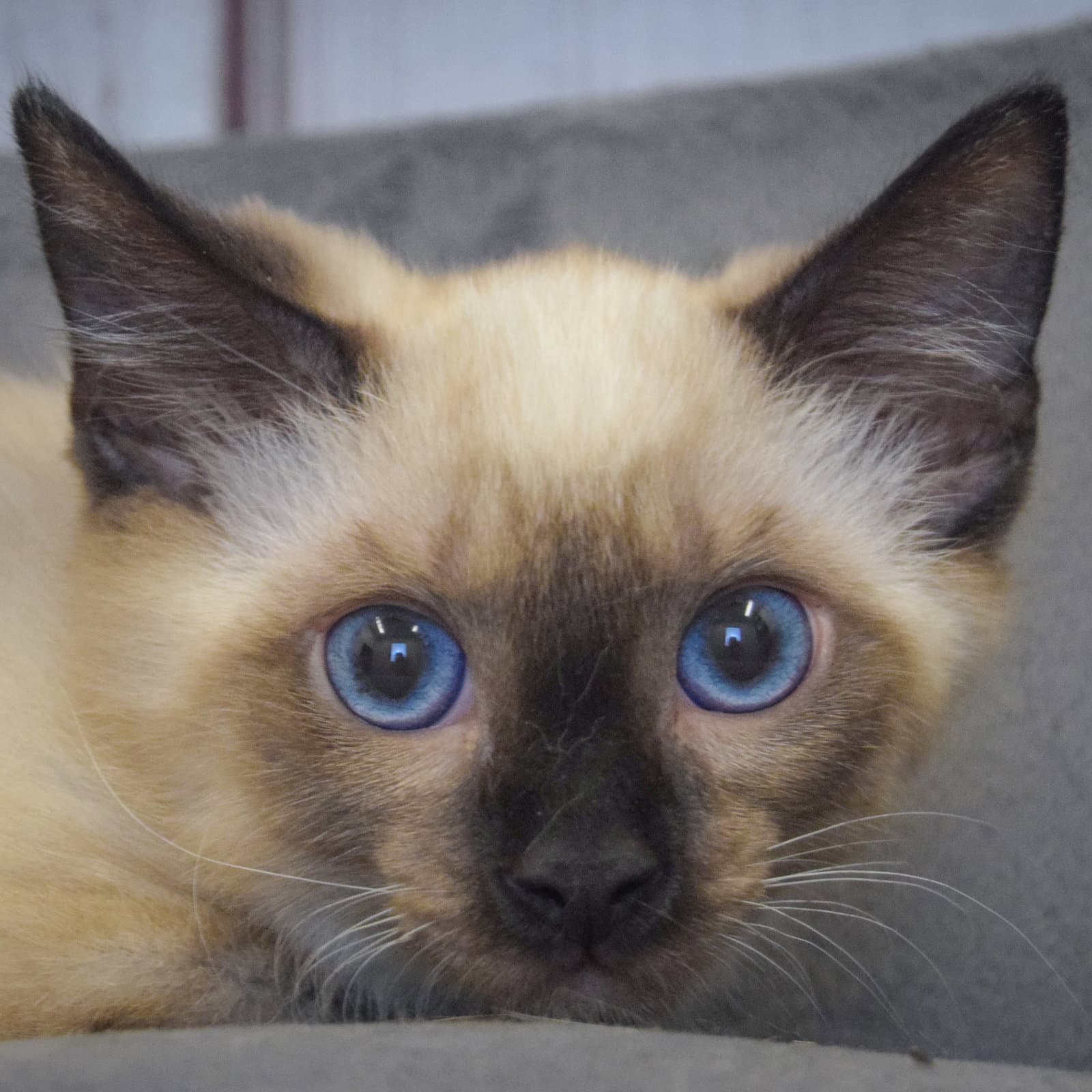 Soba - Siamese