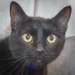 Toby image 1
