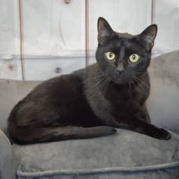 Toby image 2