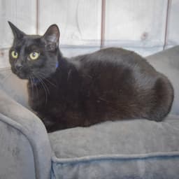 Toby image 4