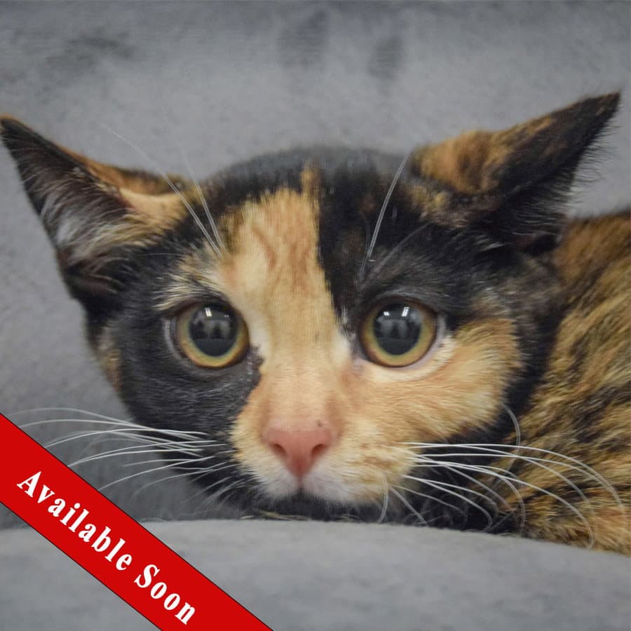 Katie - Calico