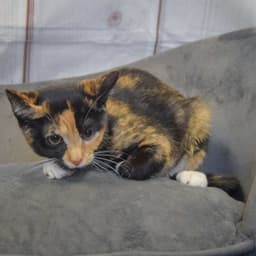 Katie image 3