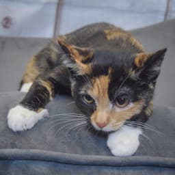 Katie image 4