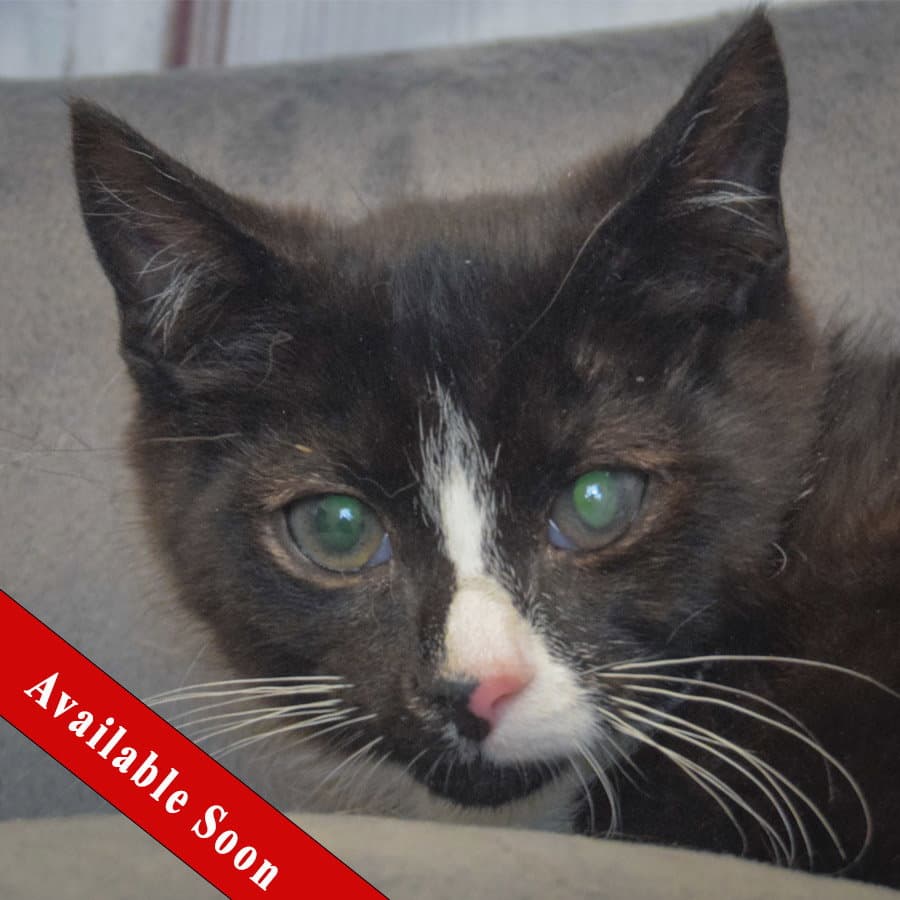 Kevin - Tuxedo