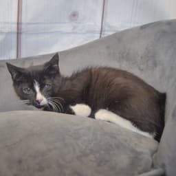 Kevin image 3
