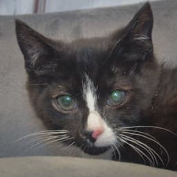 Kevin image 4