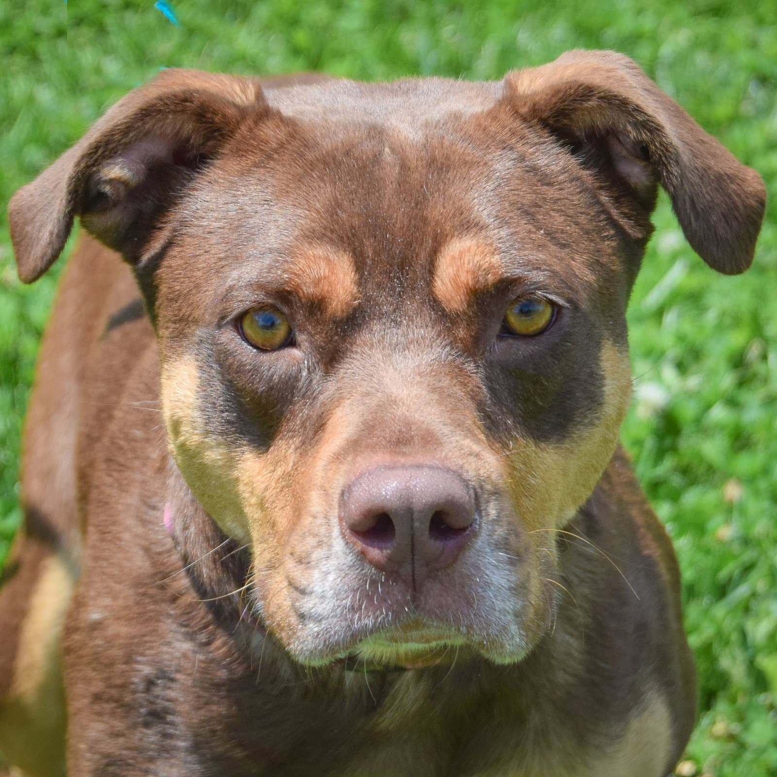 Koda - Rottweiler