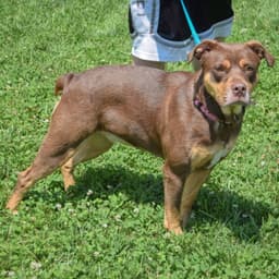 Koda image 2