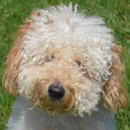 Rocco image 1