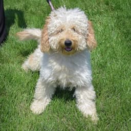 Rocco image 2