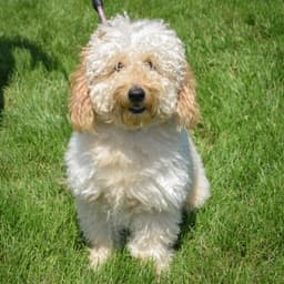 Rocco image 3