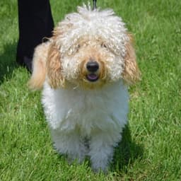 Rocco image 4