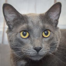 Riley Roo image 1