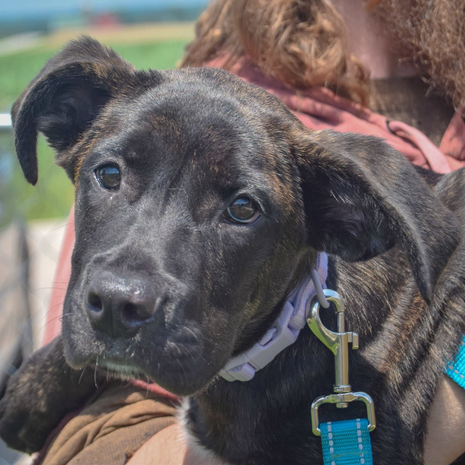 Tonya - Cane Corso Mastiff