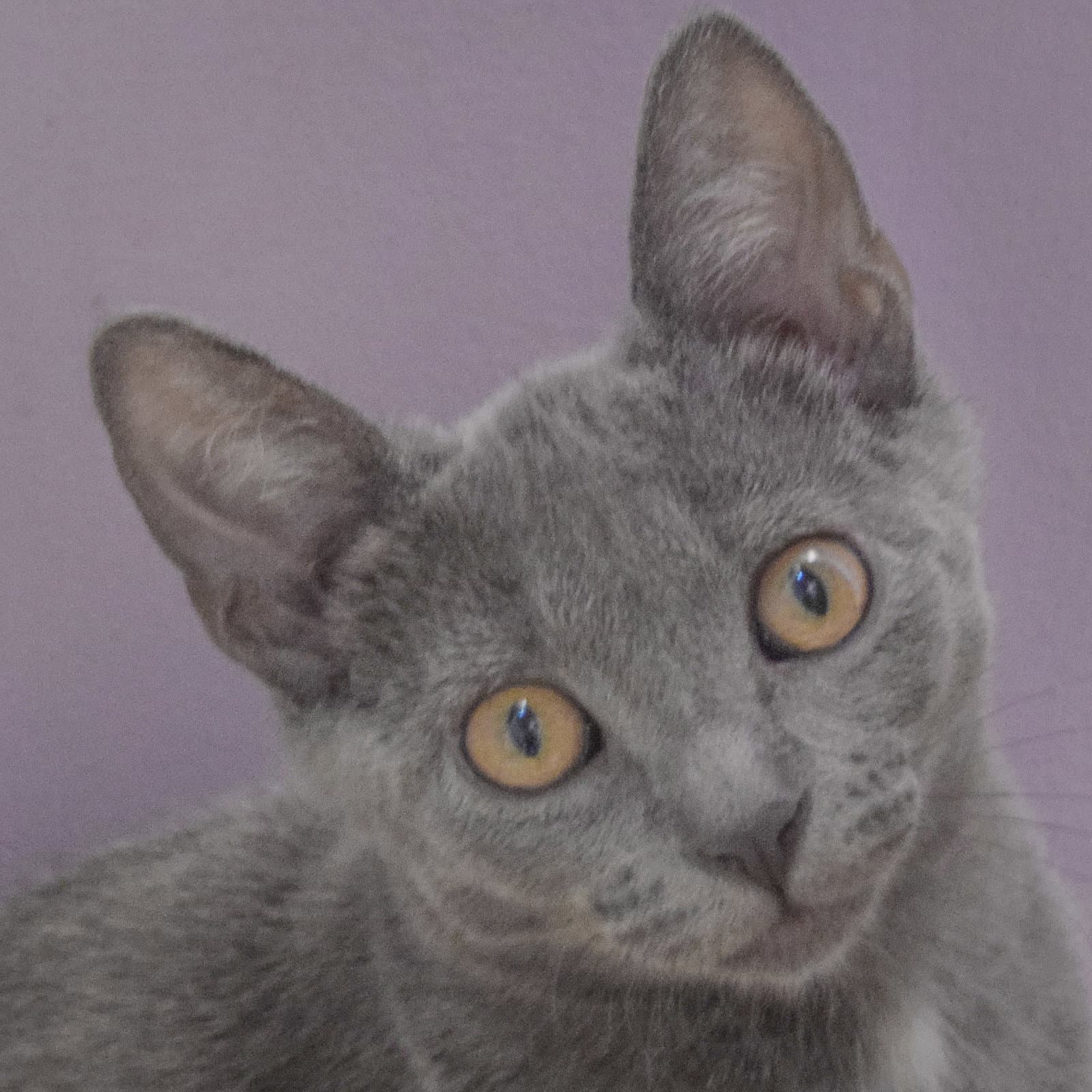 Blueberry Cobbler - Russian Blue