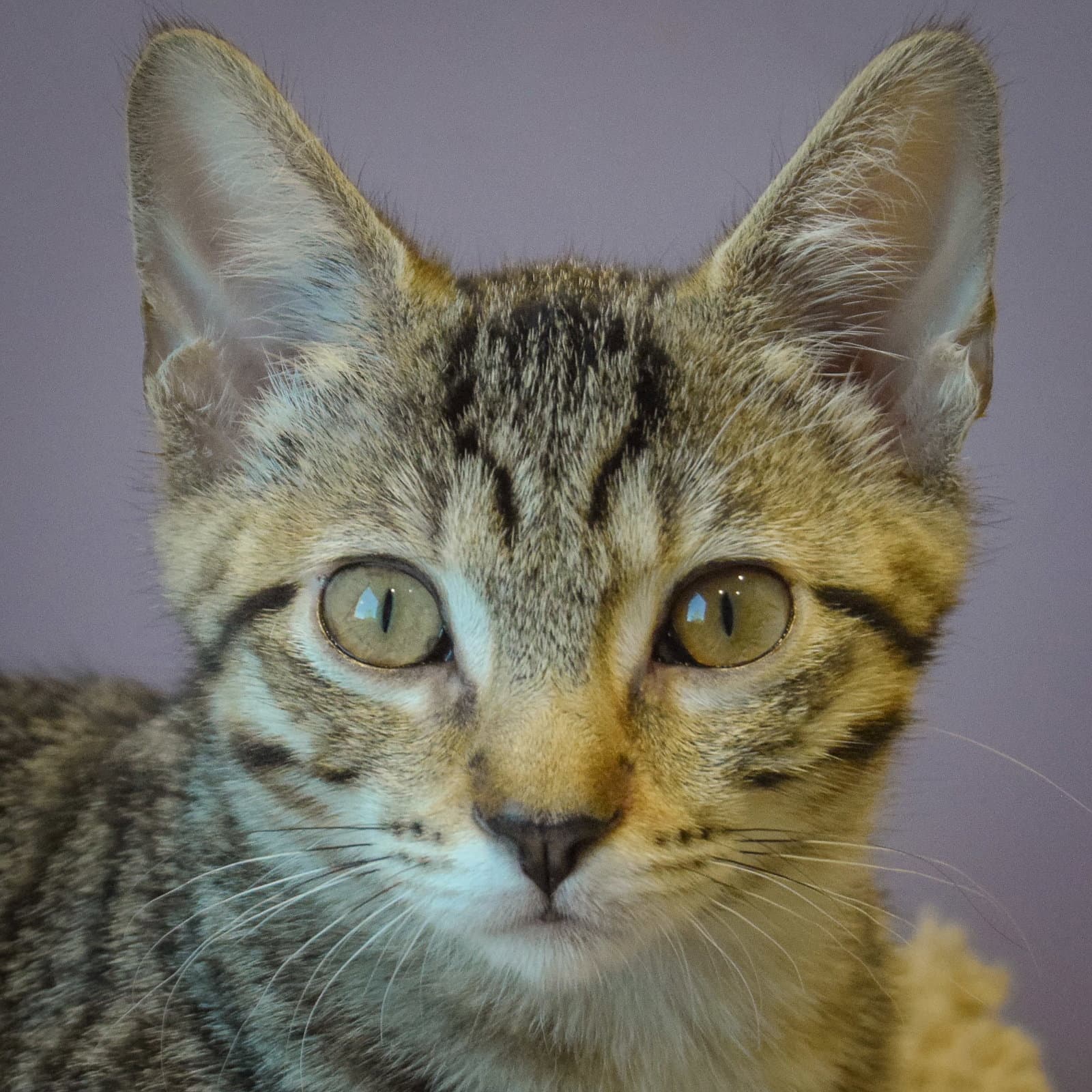 Carrot Cake - Tabby