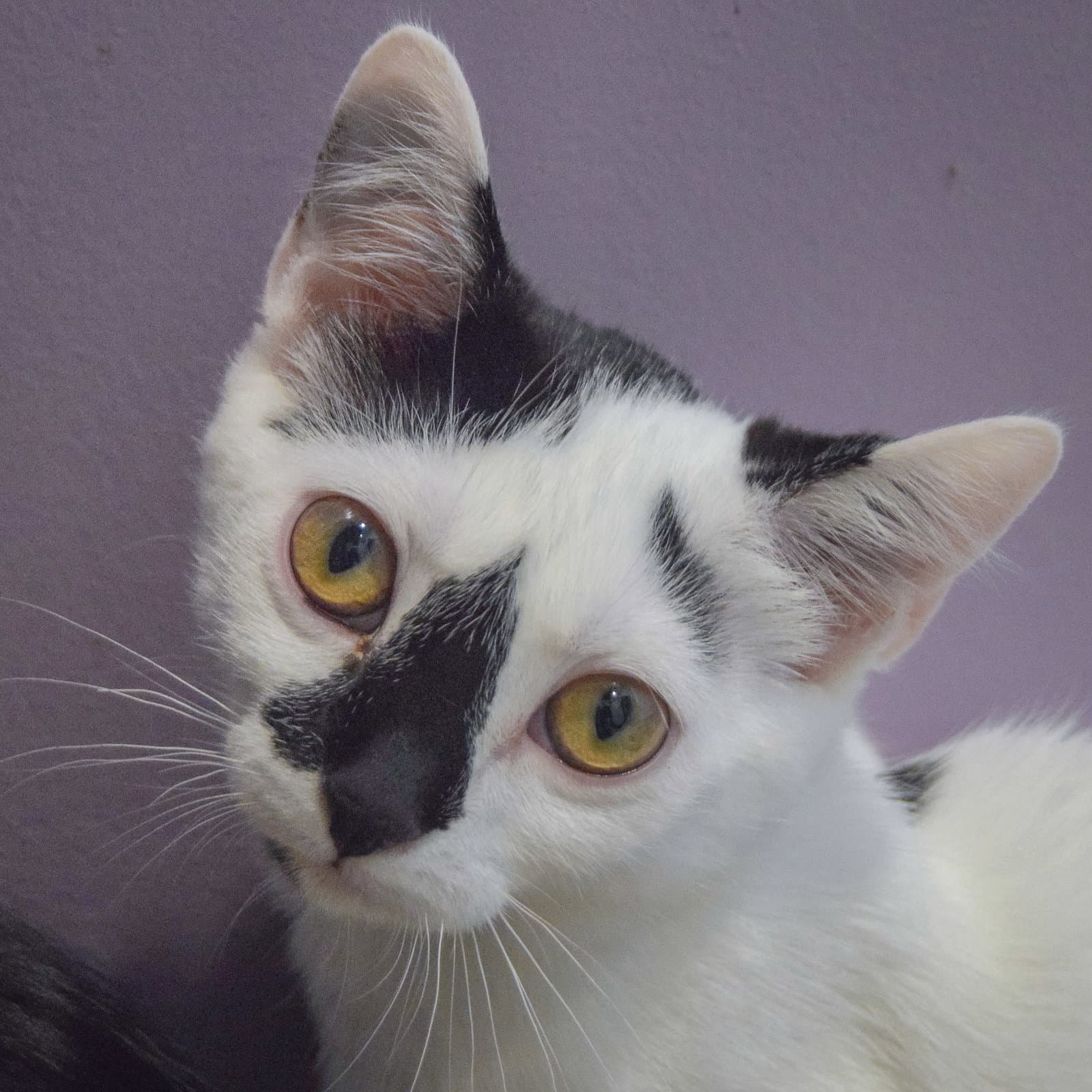 Cream Puff - Domestic Short Hair