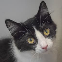 Oreo image 1