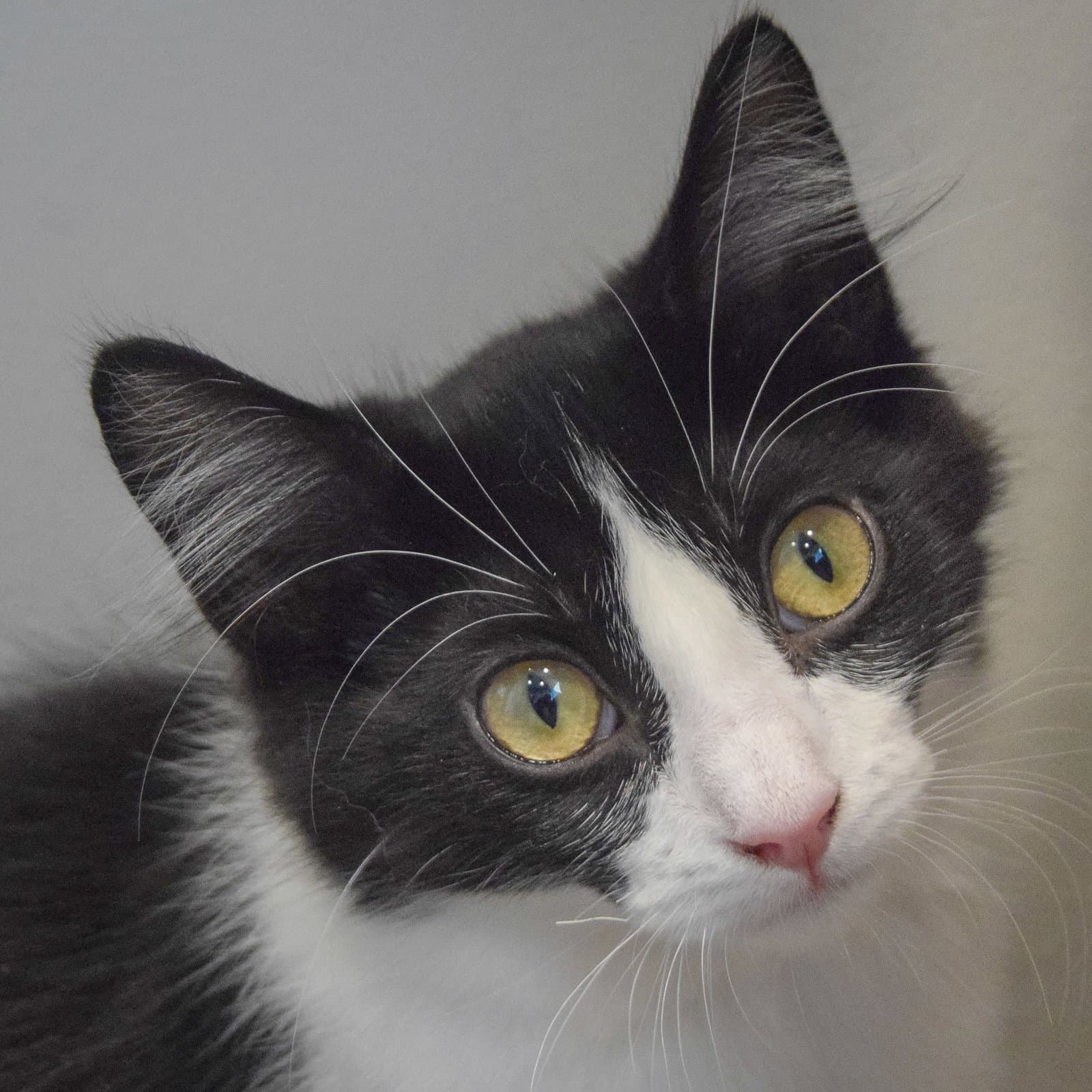 Oreo - Tuxedo