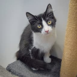Oreo image 3