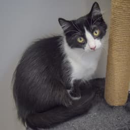 Oreo image 4