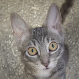 Sherbert image 1
