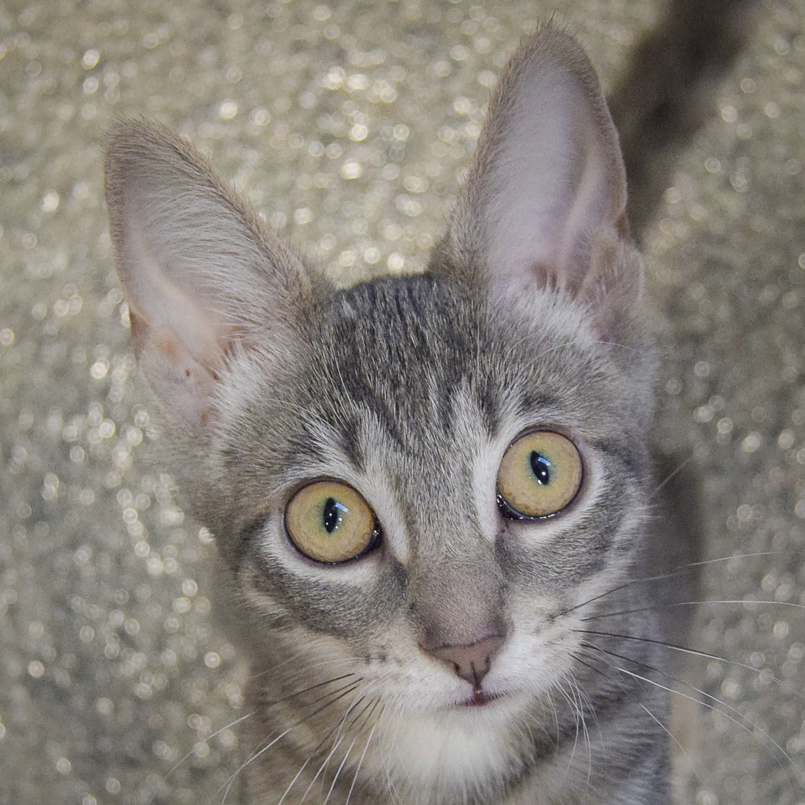 Sherbert - Tabby