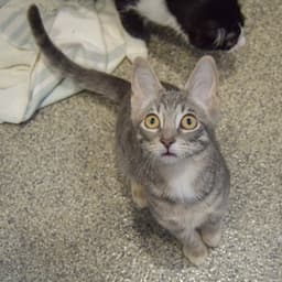 Sherbert image 3