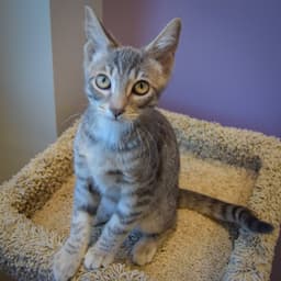 Sherbert image 4