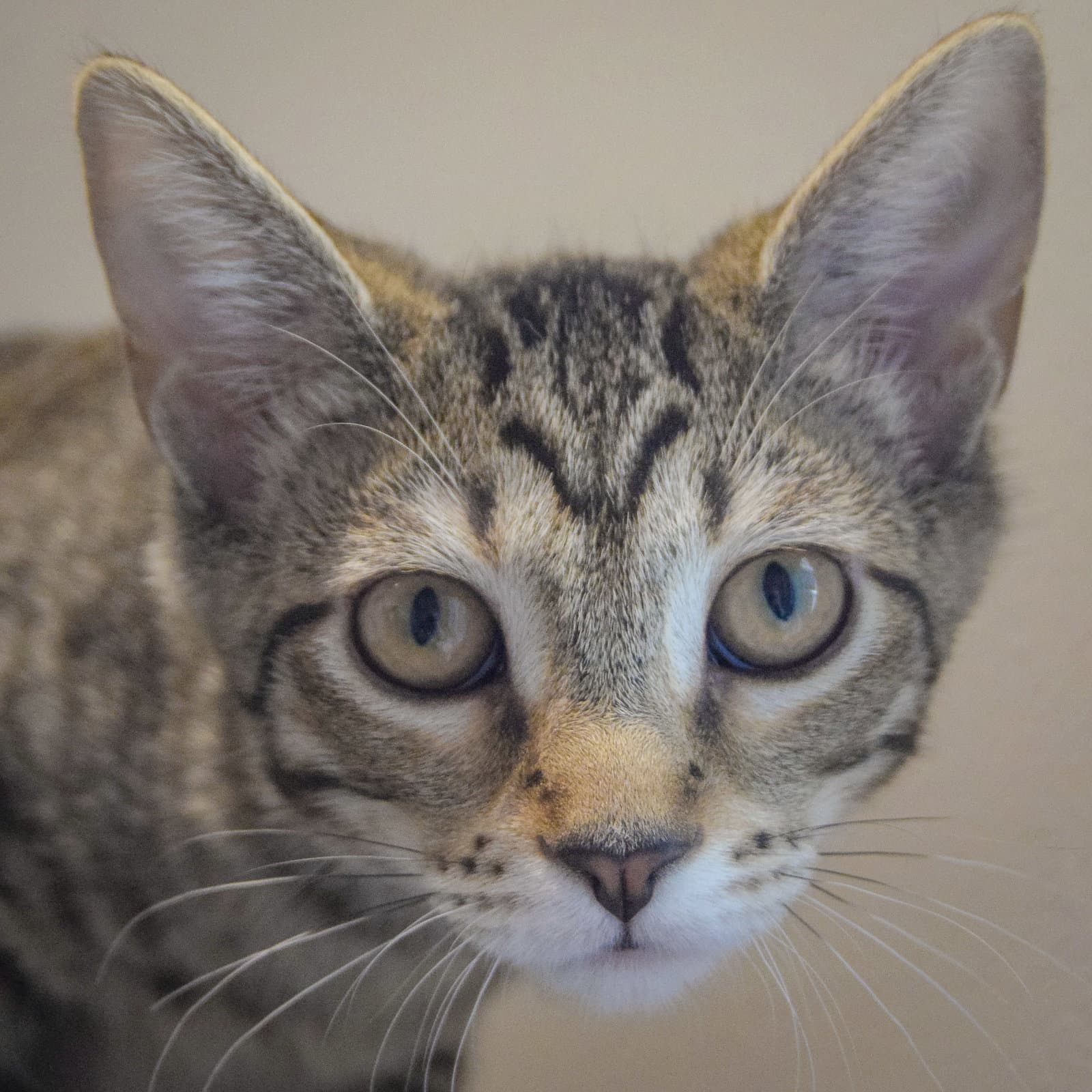 Tiramasu - Tabby