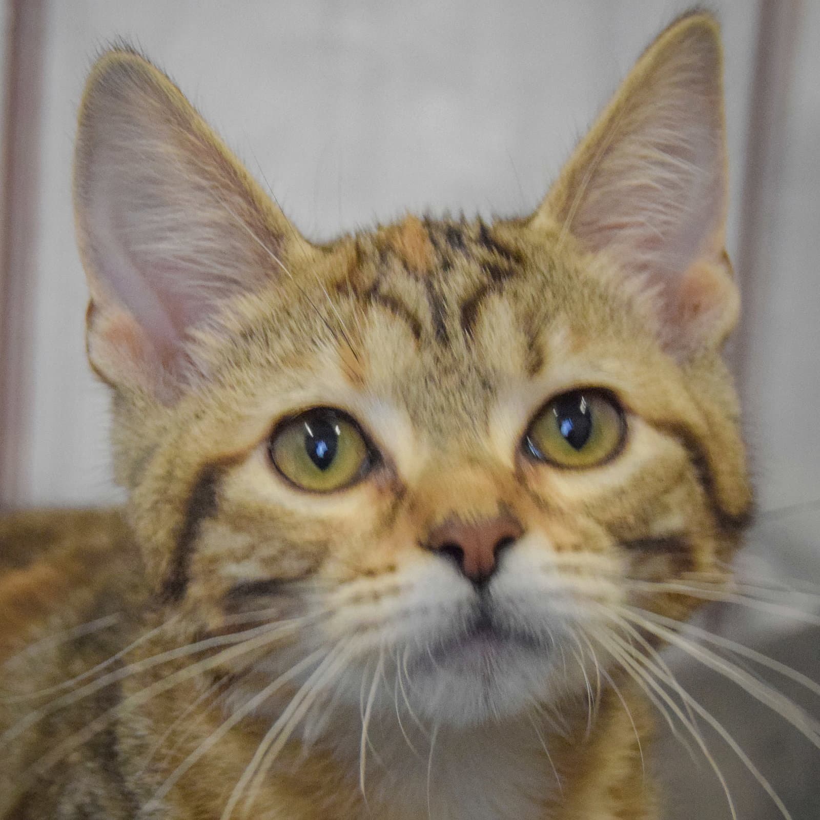 Mac - Torbie