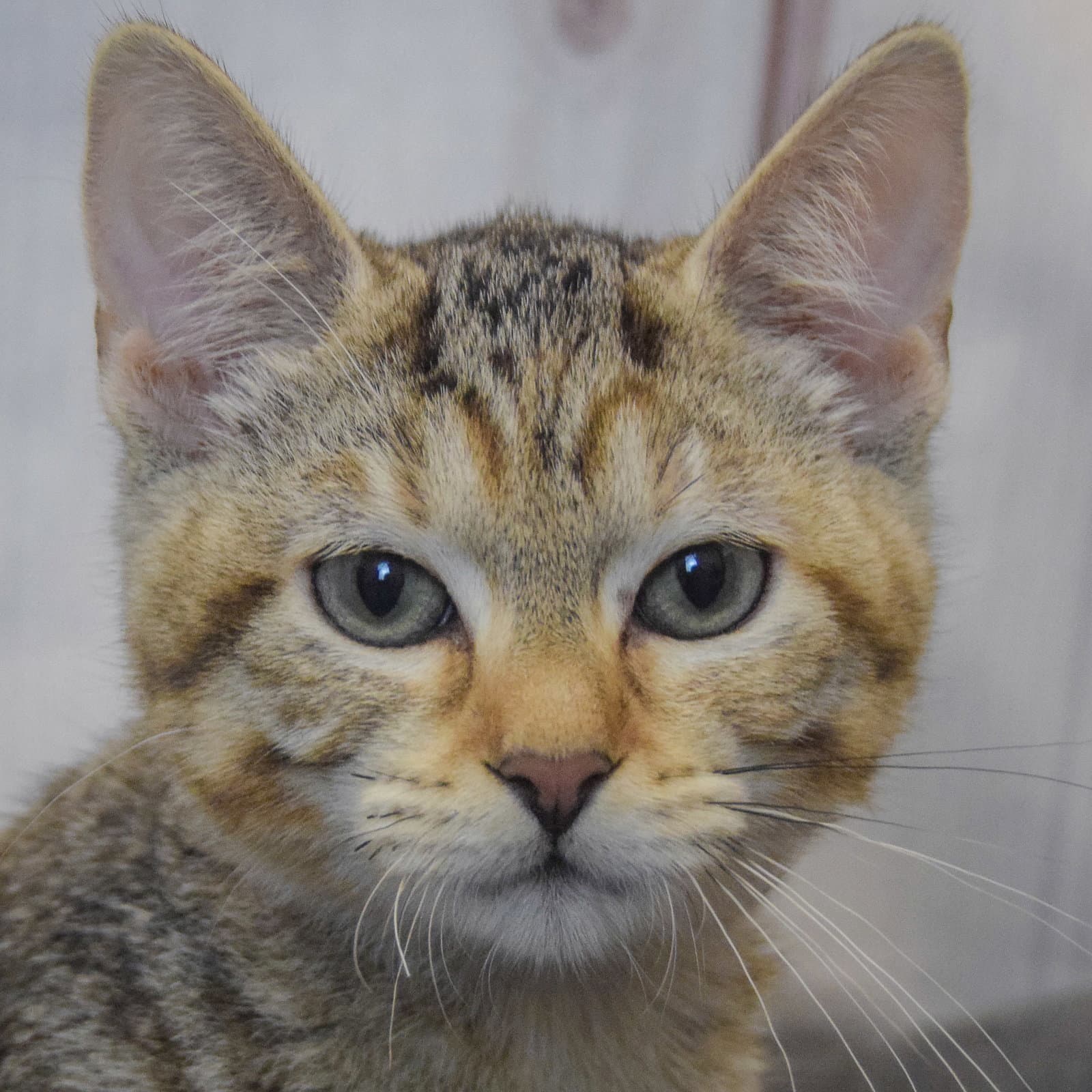 Veronica - Torbie