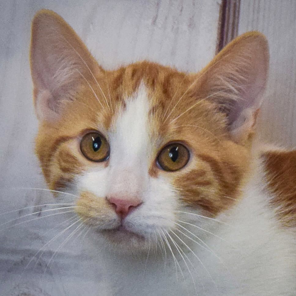 Amir - Tabby