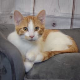 Amir image 3