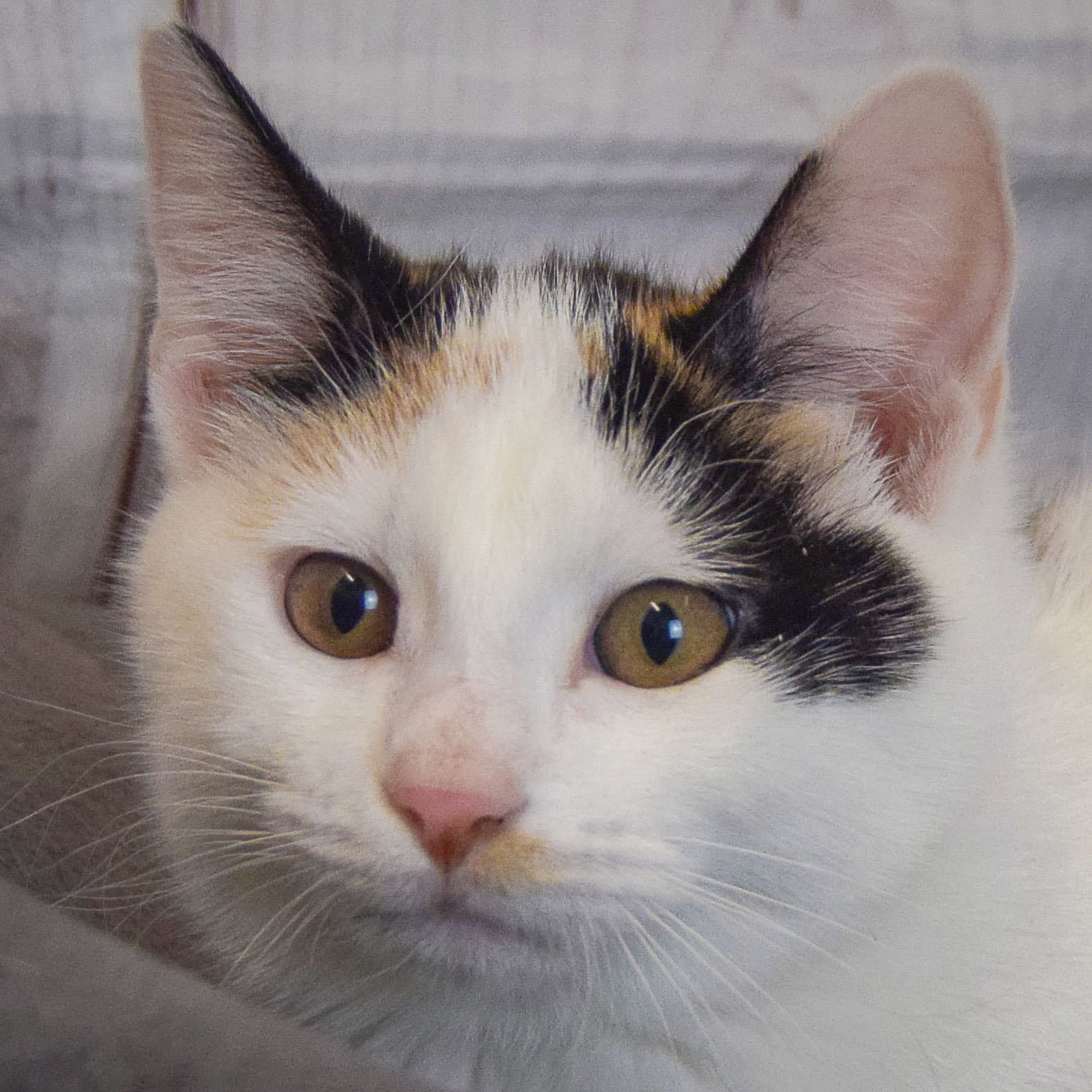 Aria - Calico
