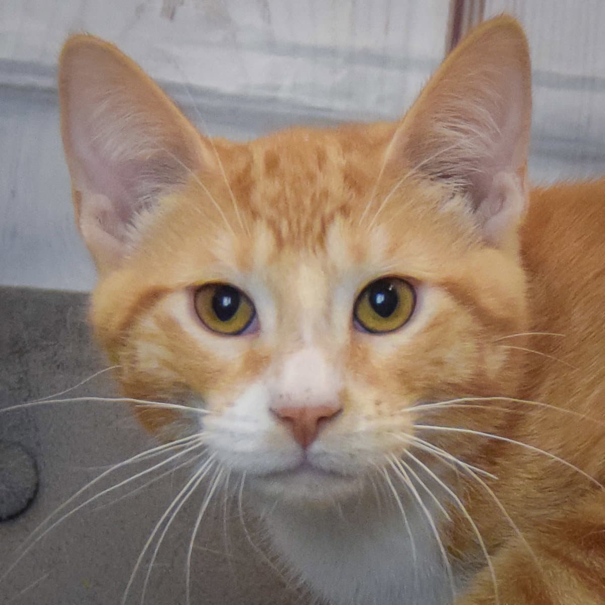 Austin - Tabby