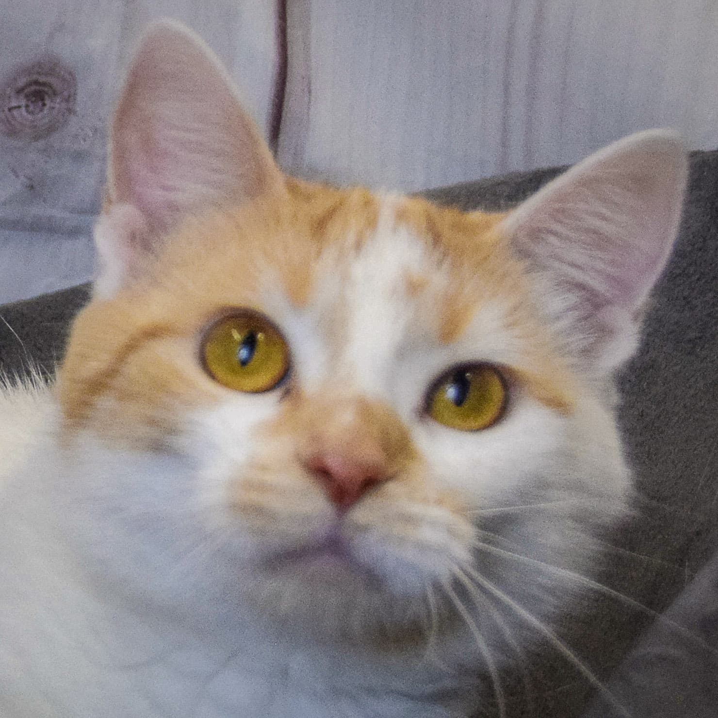 Autumn - Tabby