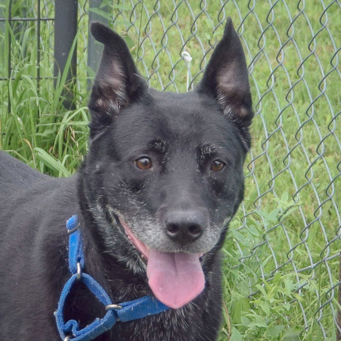 Binx - Black Labrador Retriever
