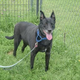 Binx image 2