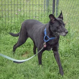 Binx image 4