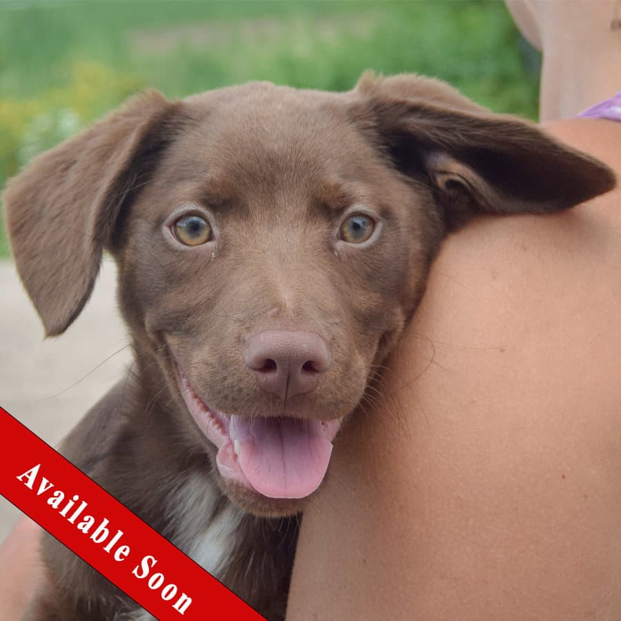 Sage - Black Labrador Retriever