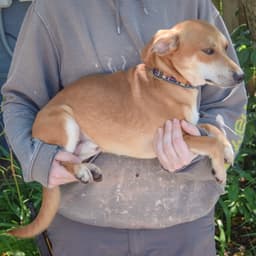 Wags image 3