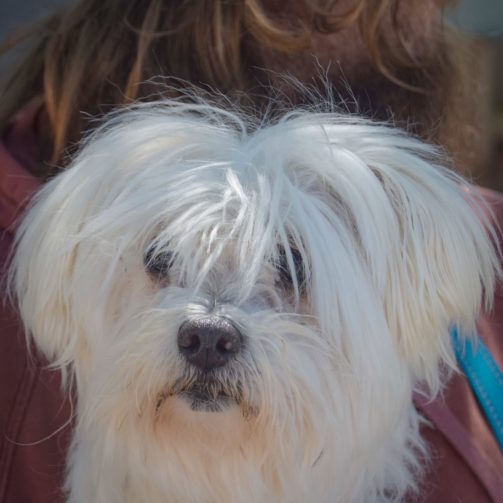 Tulip - Maltese